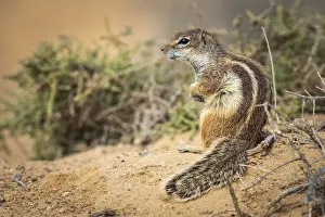 Barbary ground squirrel (Atlantoxerus getulus) in Fuerteventura Spain