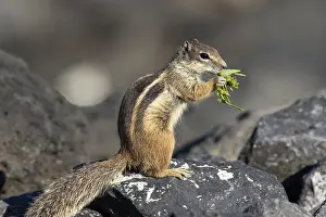 Barbary ground squirrel (Atlantoxerus getulus) in Fuerteventura Spain