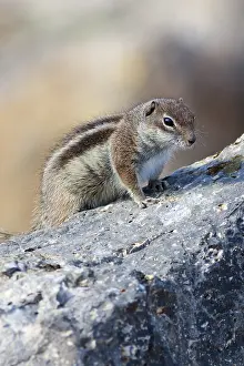 Barbary ground squirrel (atlantoxerus getulus) on a rock