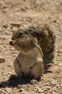 Barbary Ground Squirrel, with nut, Namibia, Africa