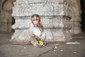 Barbary macaque ape, rhesus monkey eating flowers