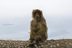 Barbary macaque, Barbary ape or rock ape (Macaca sylvanus) against Gibraltar with its harbour and Bay of Gibraltar