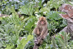 Barbary macaque (macaca) sylvana