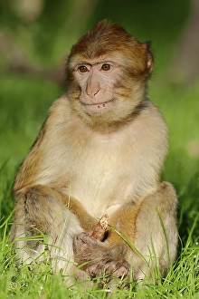 Barbary Macaque (Macaca sylvanus)