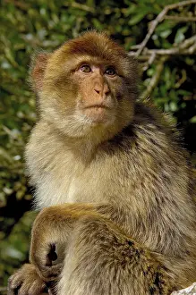 Barbary macaque (Macaca sylvanus)