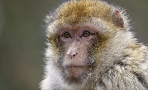 Barbary macaque (Macaca sylvanus)