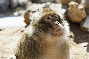 Barbary macaque (Macaca sylvanus)