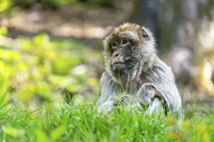 Barbary macaque (Macaca sylvanus)