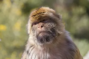Barbary macaque (Macaca sylvanus)