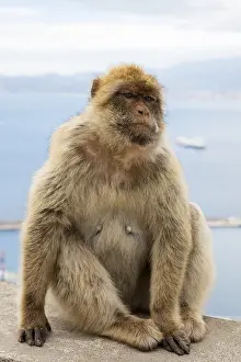 Barbary macaque (Macaca sylvanus)