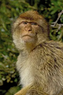 Barbary macaque (Macaca sylvanus)