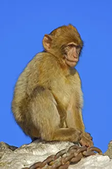 Barbary macaque (Macaca sylvanus)