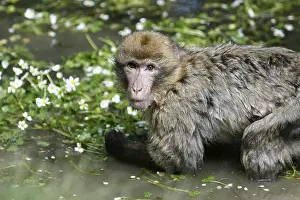 Barbary macaque (macaca sylvanus)
