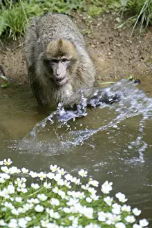 Barbary macaque (macaca sylvanus)