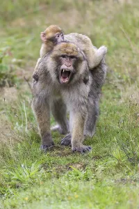Barbary Macaque (Macaca sylvanus)