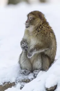 Barbary Macaque (Macaca sylvanus)