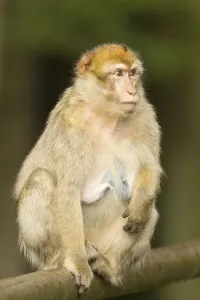 Barbary Macaque (Macaca sylvanus), adult, captive
