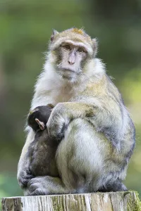 Barbary Macaque (Macaca sylvanus) adult female with young