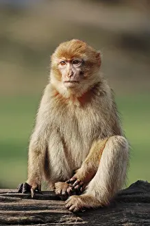 Barbary macaque (Macaca sylvanus) (Macaca sylvana)