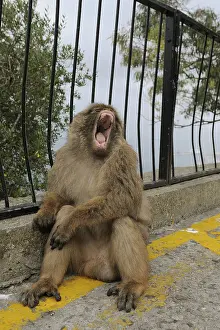 Barbary macaque (Macaca sylvanus) at railing