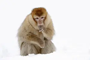 Barbary macaque (Macaca sylvanus) in the snow