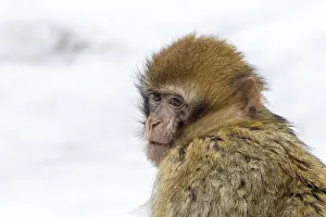 Barbary Macaque (Macaca sylvanus) in the snow