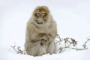 Barbary macaque or magot (Macaca sylvanus)