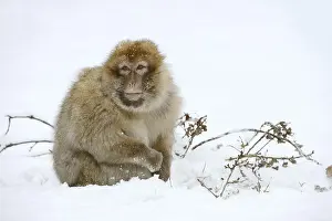 Barbary macaque or magot (Macaca sylvanus)