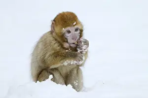 Barbary macaque or magot (Macaca sylvanus)