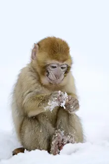 Barbary macaque or magot (Macaca sylvanus)