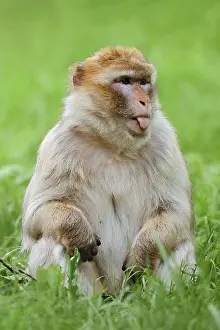 Barbary macaque or magot (Macaca sylvanus) sits in a meadow and sticks out its tongue