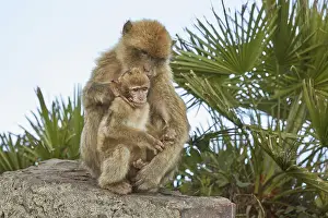 The Barbary Macaque monkeys of Gibraltar
