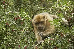 The Barbary Macaque monkeys of Gibraltar