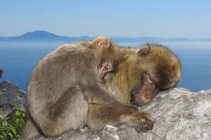 Barbary Macaques (Macaca sylvanus)