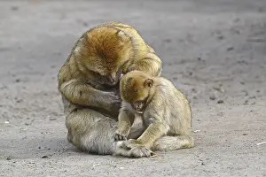 Barbary Macaques (Macaca sylvanus)