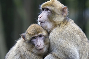 Two Barbary Macaques (Macaca sylvanus) sitting close to one another
