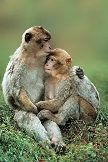 Barbary Monkeys (Macaca silvanus)