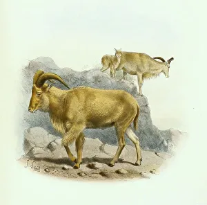 Barbary sheep (Ammotragus lervia)