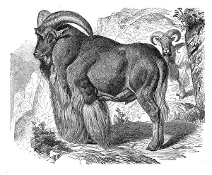 Barbary sheep (Ammotragus lervia)