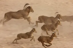 Barbary sheep, (Ammotragus lervia)