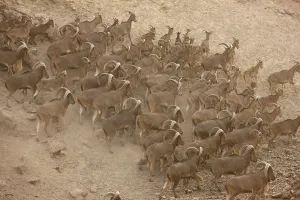 Barbary sheep, (Ammotragus lervia)