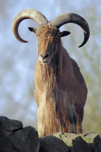 Barbary Sheep (Ammotragus lervia), male
