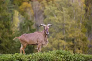 One Barbary sheep (Ammotragus lervia) stands on green hilly ground