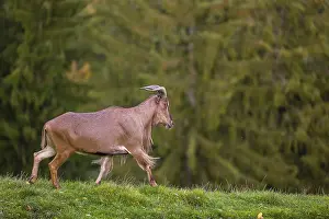 One Barbary sheep (Ammotragus lervia) stands on green hilly ground