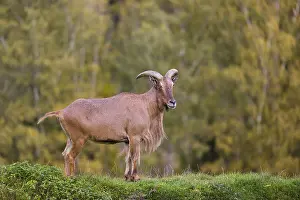 One Barbary sheep (Ammotragus lervia) stands on green hilly ground