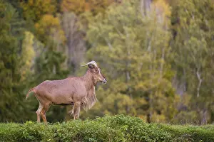One Barbary sheep (Ammotragus lervia) stands on green hilly ground
