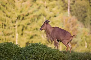 One Barbary sheep (Ammotragus lervia) stands on green hilly ground