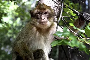Barber monkey sits attentively in a tree under leaves in the forest