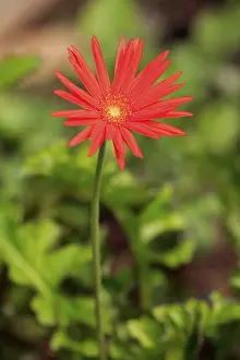Barberton Daisy, (Gerbera jamesonii)