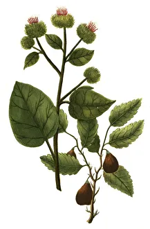 Bardana major folio non serrato